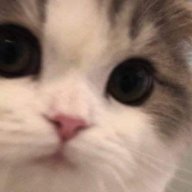 Alpha