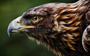 Sun Eagle